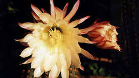 Foto de la flor del captus, llamada Airampo, en Cachi, provincia de Salta.