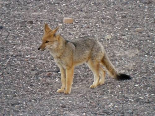 Foto de un zorro, camino a la mina La Casualidad, San Antonio de los Cobres, Salta.