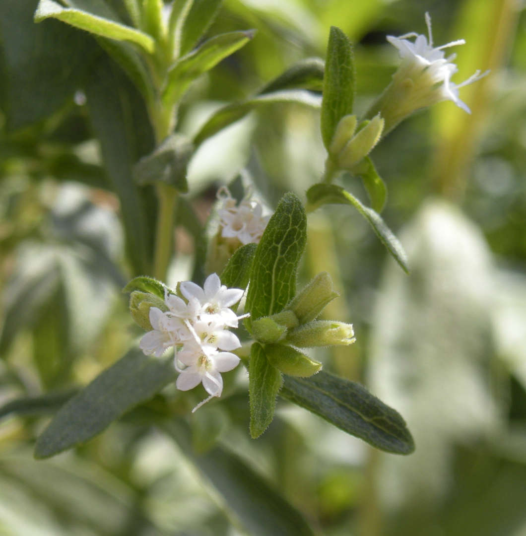 Foto de planta y flor de stevia.