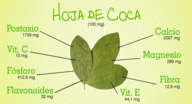 Foto de las propiedades de la hoja de coca.