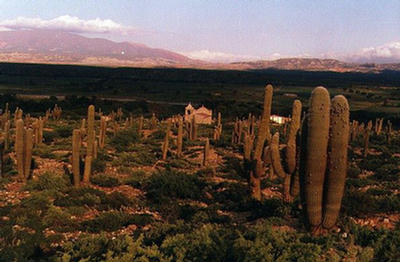 Imagen de los cardones camino a Cachi, provincia de Salta.