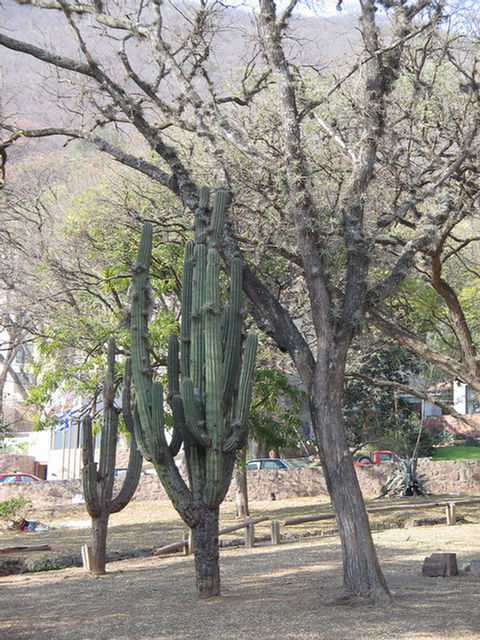 Foto de cactus en el monumento a Güemes en Salta