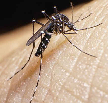 Foto del Mosquito del Dengue en Salta.
