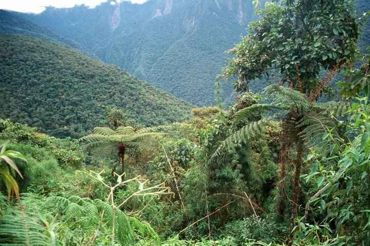 Foto de las montañas que componen la selva salteña.