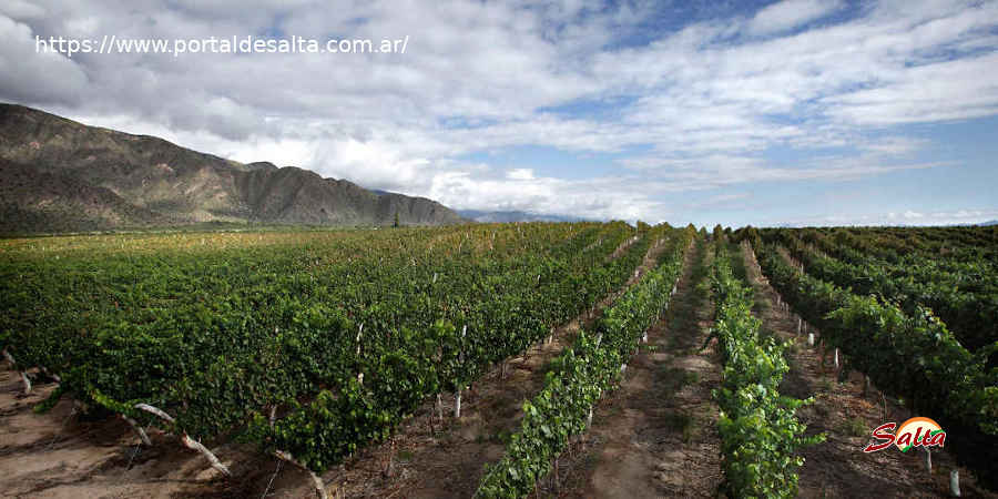 Unsplashed imagen de los viñedos de Cafayate en Salta
