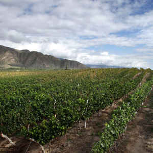 Imagen de un viñedo en Cafayate, provincia de Salta.